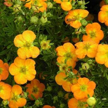 Лапчатка кустарниковая BELLA SOL 'Hanchdon' PBR (Potentilla fruticosa BELLA SOL 'Hanchdon' PBR)