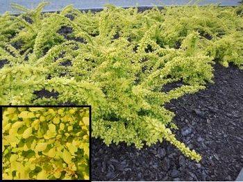 Барбарис Тунберга Голден Карпет (Berberis thunbergii Golden Carpet)