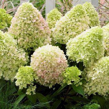 Гортензия метельчатая ‘Little Fraise’ Hydrangea paniculata ‘Little Fraise’