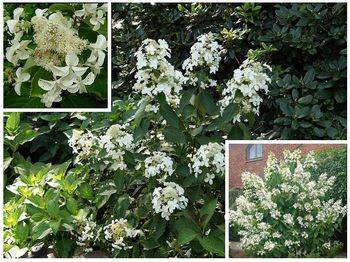 Гортензия метельчатая ‘Levana’ Hydrangea paniculate ‘Levana’