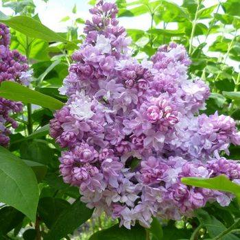 Сирень обыкновенная ‘Katherine Havemeyer’ (Syringa vullgaris ‘Katherine Havemeyer’)