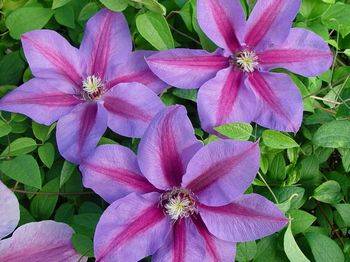 Клематис ‘Etoile de Malicorne’ (Clematis ‘Etoile de Malicorne’)