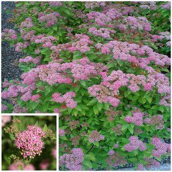 Спирея японская ‘Japanese Dwarf’ Spiraea japonica ‘Japanese Dwarf’