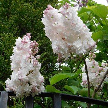 Сирень обыкновенная ‘Красавица Москвы’ (Syringa vullgaris ‘Krasawica Moskvy’)