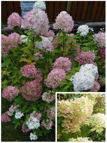 Гортензия метельчатая ‘Limelight’ Hydrangea paniculata ‘Limelight’