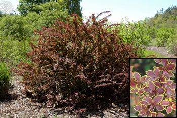 Барбарис Тунберга Голден Ринг (Berberis thunbergii Golden Ring)