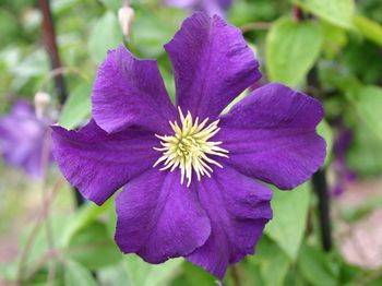 Клематис ‘Viola’ (Clematis ‘Viola’)