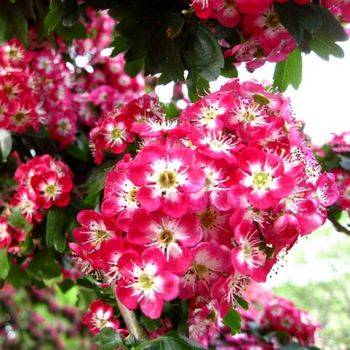 Боярышник сливолистный Crataegus x perssimilis (Crataegus prunifolia)