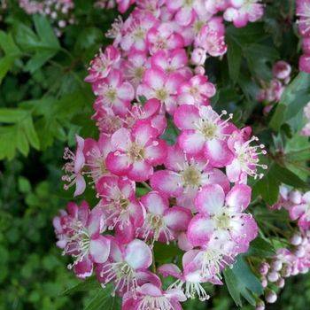 Боярышник однопестичный ‘Crimson Cloud’ (Crataegus monogyna ‘Punicea’)