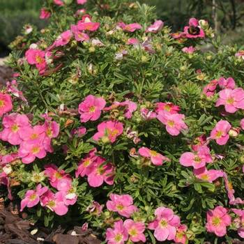 Лапчатка кустарниковая BELLISSIMA 'Hachliss'PBR (Potentilla fruticosa BELLISSIMA 'Hachliss'PBR)