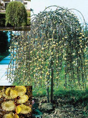 Ива козья ‘Pendula’ Salix caprea ‘Pendula’ (Salix caprea ‘Kilmarnock’)