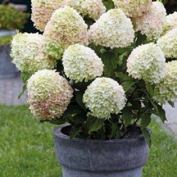 Гортензия метельчатая ‘Summer Love’® Hydrangea paniculata ‘Summer Love’®