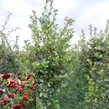 Боярышник однопестичный ‘Bicolor’ (Crataegus monogyna ‘Bicolor’)