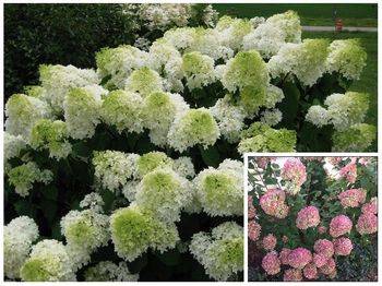 Гортензия метельчатая ‘Little Lime’ Hydrangea paniculata ‘Little Lime’