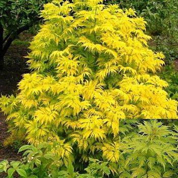 Бузина красная ‘Plumosa Aurea’ (Sambucus racemosa ‘Plumosa Aurea’)