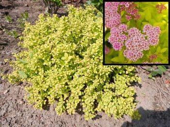 Спирея японская. ‘Sundrop’ Spiraea japonica ‘Sundrop’