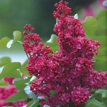 Сирень обыкновенная ‘Красная Москва’ (Syringa vulgaris ‘Krasnaya Moskva’)