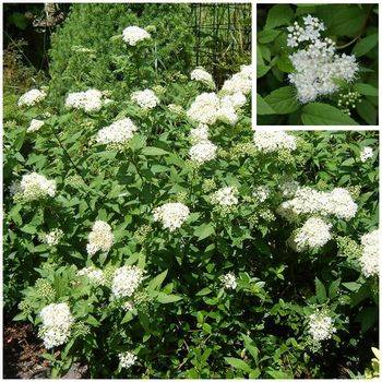 Спирея японская ‘Albiflora’ Spiraea japonica ‘Albiflora’