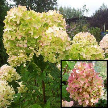 Гортензия метельчатая ‘Magical Candle’ Hydrangea paniculata ‘Magical Candle’