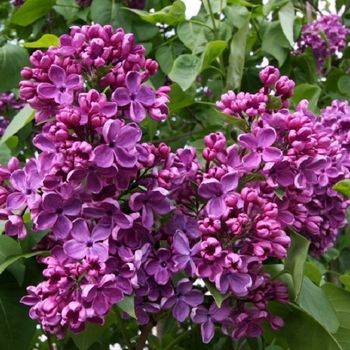 Сирень обыкновенная ‘Massena’ (Syringa vulgaris ‘Massena’)