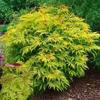 Бузина красная ‘Sutherland Gold’ Sambucus racemosa ‘Sutherland Gold’