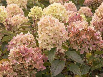 Гортензия метельчатая ‘Strawberry Blossom’® Hydrangea paniculata ‘Strawberry Blossom’®