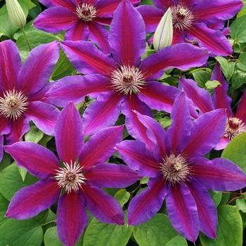 Клематис ‘Fireworks’ (Clematis ‘Fireworks’)