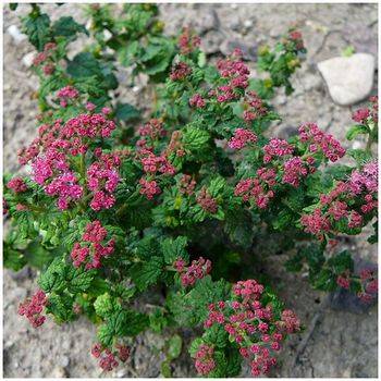 Спирея японская ‘Bullata’ Spiraea japonica ‘Bullata’