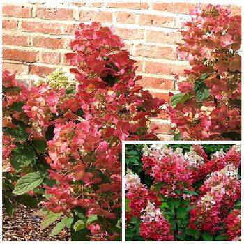 Гортензия метельчатая ‘Magical Flame’ Hydrangea paniculata ‘Magical Flame’