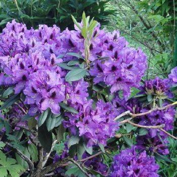 Рододендрон ‘Rasputin’ (Rhododendron ‘Rasputin’)