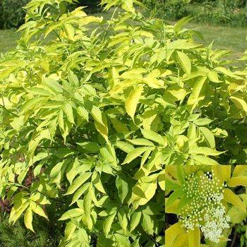 Бузина чёрная ‘Aurea’ (Sambucus nigra ‘Aurea’)