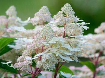 Гортензия метельчатая ‘Early Heary’ Hydrangea paniculata ‘Early Heary’