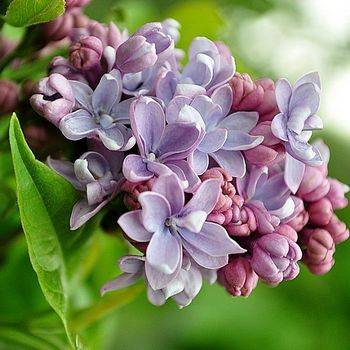 Сирень обыкновенная ‘Maurice de Vilmorin’ (Syringa vulgaris ‘Maurice de Vilmorin’)