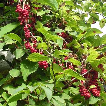 Лимонник китайский (Schisandra chinensis)