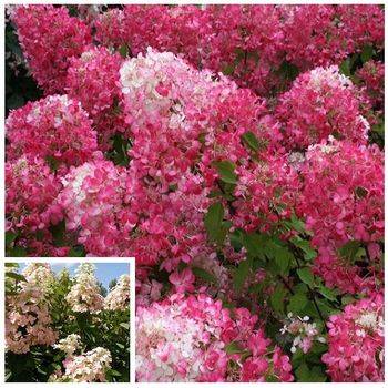 Гортензия метельчатая ‘Mega Mindy’ Hydrangea paniculata ‘Mega Mindy’