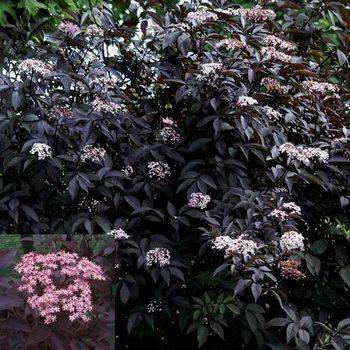 Бузина черная ‘Black Beauty’ (Sambucus nigra ‘Black Beauty’)