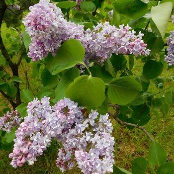 Сирень обыкновенная ‘MICHEL BUCHNER’ (Syringa vulgaris ‘MICHEL BUCHNER’)