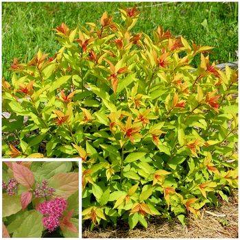 Спирея японская ‘Firelight’ Spiraea japonica ‘Firelight’