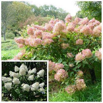 Гортензия метельчатая ‘Phantom’ Hydrangea paniculata ‘Phantom’