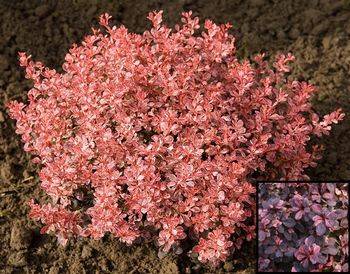 Барбарис Тунберга Инспирейшн (Berberis thunbergii Inspiration)