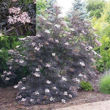 Бузина чёрная ‘Black Lace’ (Sambucus nigra ‘Black Lace’)