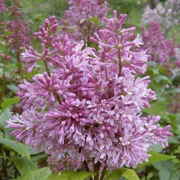 Сирень престона ‘Minuet’ (Syringa prestoniane ‘Minuet’)