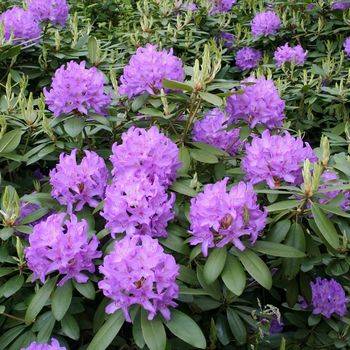 Рододендрон кэтевбинский ‘Grandiflorum’ (Rhododendron catawbiense ’Grandiflorum’)