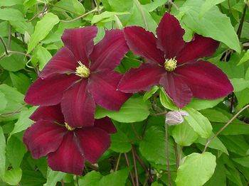 Клематис ‘Niobe’ (Clematis ‘Niobe’)