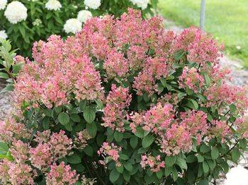 Гортензия метельчатая ‘Little Quick Fire’ (‘Svhplqf’) Hydrangea paniculata ‘Little Quick Fire’ (‘Svhplqf’)