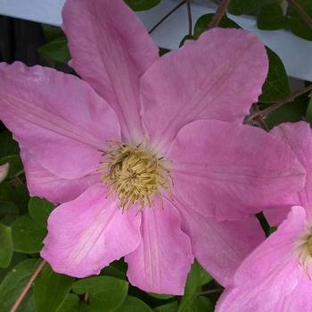 Клематис ‘Hanaguruma’ (Clematis ‘Hanaguruma’)