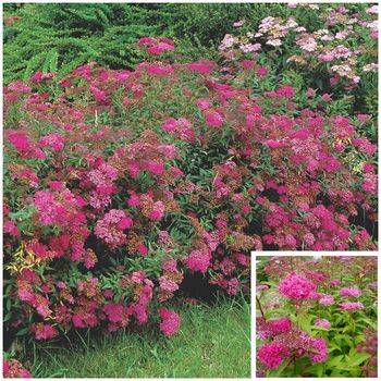 Спирея бумальда ‘Anthony Waterer’ Spiraea bumaldi ‘Anthony Waterer’