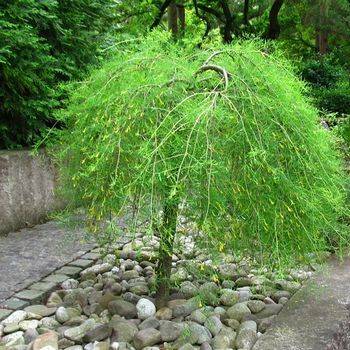 Акация древовидная ‘Walker’ (Caragana arborescens ‘Walker’)