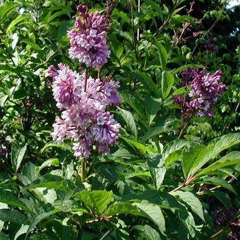 Сирень венгерская (Syringa josikaea)