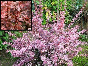 Барбарис Тунберга Арлекин (Berberis thunbergii Harlequin)